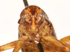 CollectionObject 1523708; c178c294-ee21-41d2-8f00-905cad2ac003, ANSP1093: female, frontal head (holotype). (CollectionObject).