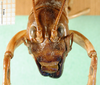 CollectionObject 1500214; 789e6af5-61c5-4cc3-8c29-7ca8850f7a30: male, frontal view (syntype of Hemideina ligata). (CollectionObject).