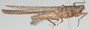 CollectionObject 1577199; f0ceecaa-1e17-4ca1-87fe-44af99477015: male, lateral view (paratype). (CollectionObject).