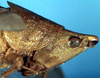 CollectionObject 1516835; 3ada3469-2772-4a1c-92e0-7b70e799e6c3: female head and pronotum, lateral view (holotype). (CollectionObject).