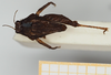 CollectionObject 1517885; 3968b1bc-e441-4ab2-9b4f-a7ebb6bd419d, NHMUK10924451: male, dorsal view (holotype). (CollectionObject).