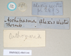 CollectionObject 1560629; 4f1e263e-c78a-4e70-8a15-e4ebcc5b90c0: copyright Natural History Museum, London. female, data labels [reversed as applicable] (paralectotype). (CollectionObject).;CollectionObject 1560630; 81cde4ba-3fde-4f61-9420-4172a1b4f9c5: copyright Natural History Museum, London. female, data labels [reversed as applicable] (paralectotype). (CollectionObject).