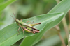 FieldOccurrence 506; 97ac4de2-d9dc-49e2-8e4f-e8d9bb63524c; Kenya
Kakameg forest, 2011/11/13: female. (FieldOccurrence).