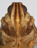 Head on Cubana tortrix Uhler, 1895: (Observation).