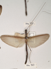 CollectionObject 1560485; 0b3d9358-286b-4b4c-96f6-bec14acbd635: copyright OUMNH. male Phasma hopii (lectotype). (CollectionObject).