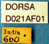 CollectionObject 1505234; 85283f28-b0c5-4436-a5dc-e92322f4af6f, DORSA D021AF01: labels. (CollectionObject).
