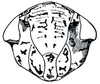 Texananus extremus, face. Depicts Head, an Observation.