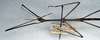 CollectionObject 1561756; 87d264aa-f8a9-4b79-a1ce-da14ec59e867: copyright NMW, Vienna. male: head and thorax, lateral view (syntype). (CollectionObject).;CollectionObject 1561757; fdc7cb66-eaee-4bf4-8ad1-790ac0b88530: copyright NMW, Vienna. male: head and thorax, lateral view (syntype). (CollectionObject).;CollectionObject 1561758; d2b399de-d4f8-40d6-8164-fd3d8cc60fe7: copyright NMW, Vienna. male: head and thorax, lateral view (syntype). (CollectionObject).