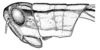 Aleuas vitticollis Stål, 1878: Fig. 19C. male, from Argentina, Chaco, Arroyo Palometa. (Otu).