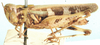 Anaeolopus dorsalis (Thunberg, 1815): female, lateral view. (Otu).