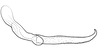 Stylus on Coarctana occultata Domahovski & Cavichioli, 2023: Male holotype [MUSM]: style, lateral view. (Observation).