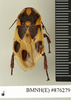 CollectionObject 1572942; d4c6425d-9db5-4302-8c11-9516469ea7fe: Copyright Natural History Museum, London. Non-type (adult male) in BM(NH). Dorsal view. (CollectionObject).