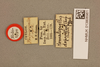 CollectionObject 1518078; b3e99c97-fcaa-478b-9247-ce5865a635cc: labels (holotype). (CollectionObject).