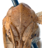 Head on Batusa producta (Stål, 1864): (Observation).