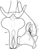Subgenital plate, ventral view on Drabescoides nuchalis (Jacobi, 1943): Subgenital plate, dorsal view. (Observation).