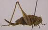 CollectionObject 1544641; dcc190f8-8a41-4e44-abb0-4484d7d10084: female, lateral view (paratype). (CollectionObject).