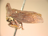 Ceraon Buckton, 1903: _Ceraon tasmaniae_. (Otu).