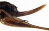 CollectionObject 1530621; 92e6af9f-82b8-45a8-a485-cfeacbd53e35: female ovipositor (allotype). (CollectionObject).