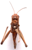 CollectionObject 2627948; 28242356-b6a5-4963-a2d1-e38d05174d2a, CNMS 165, CNMS 165: ventral view. female (paratype). (CollectionObject).