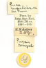 CollectionObject 1591837; b339e4cd-1bf4-42c6-933d-edf14e8cf16f: labels (paratype). (CollectionObject).