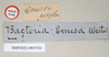 CollectionObject 1559000; NHMUK(SF IMPORT DUPLICATE) 845236, 9cb84112-1af5-4ab0-9a43-ad10a2f299e0: copyright Natural History Museum, London. male, remainder of data labels (holotype). (CollectionObject).