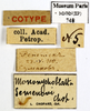CollectionObject 1587491; MNHN(SF IMPORT DUPLICATE) MNHN-EP-EP748, 8632e389-5677-417f-9f56-c1ba83ae9902: CC BY-NC-ND 4.0/MNHN - Depraetere Marion - 2014. Type, male, of semenovi Chopard, 1929. Specimen number: MNHN-EP-EP748. http://coldb.mnhn.fr/catalognumber/mnhn/ep/ep748. (CollectionObject).
