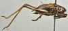 CollectionObject 1535133; 2a4eeb6d-2f99-4f01-89ea-409eebf93663: male, lateral view (syntype). (CollectionObject).