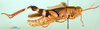 CollectionObject 1502155; e75ae488-6005-4ede-9c84-4f8a575a9ca5: male, lateral view (paralectotype). (CollectionObject).