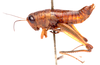 CollectionObject 2627948; 28242356-b6a5-4963-a2d1-e38d05174d2a, CNMS 165, CNMS 165: lateral view. female (paratype). (CollectionObject).
