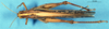 CollectionObject 1565728; b872076a-6a6d-423a-a1e7-52e518c733d5: female, dorsal view (paratype). (CollectionObject).