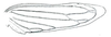 Hind wing: Kinonia elongata, hindwing. (Observation).