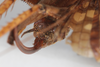 CollectionObject 1505584; bb760328-1585-49fd-9456-29092eb67567: female, dorsal view (syntype). (CollectionObject).