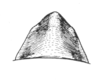 Ceuthophilus (Ceuthophilus) mississippi Hubbell, 1936: Fig. 803. female subgenital plate. (Otu).