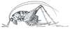 Ceuthophilus (Ceuthophilus) gracilipes gracilipes (Haldeman, 1850): Fig. 209. female habitus (body length 21-13 mm). (Otu).