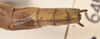 CollectionObject 1559689; b2a489ad-543e-4d64-94cb-86236d2114e3: copyright OUMNH. female: end of abdomen, dorsal view of synonym Necroscia marmessus (paralectotype). (CollectionObject).