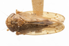 Habitus, dorsal view on Eutettix (Eutettix) fulvous Hepner, 1942: (Observation).