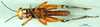 CollectionObject 1567411; c9a769f5-f6ff-4235-ae93-03d9b5b00823: male, ventral view (syntype). (CollectionObject).
