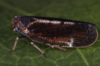 Live specimen: !! display not done !! on Tachycixius (Tachycixius) pilosus (Olivier, 1792): (Observation).