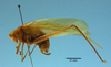CollectionObject 1542821; 7aea9579-f7f7-4ea5-a863-bcc8f329871e: male, body lateral view (holotype). (CollectionObject).