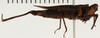 CollectionObject 1529914; NHRS NRM-ORTH 12987, 874a5db5-c31e-404d-963d-94d9b170acf5: female, lateral view (holotype). (CollectionObject).