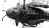 Pappacris patagonus (Saussure, 1884): Image Carbonell, C.S. female head and pronotum, dorsal view (type). (Otu).