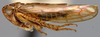 Habitus, lateral view: !! display not done !! on Paratanus Young, 1957: Paratanus sativae, lateral habitus (AMNH). (Observation).