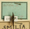 Other: !! display not done !! on Polyglypta pilosa Fairmaire, 1846: (Observation).