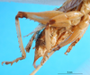 CollectionObject 1502288; f4dba66e-d744-447c-9ff2-89fcfba7f4d3: female abdomen tip. (CollectionObject).