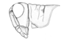 Ronderosia forcipata (Rehn, 1918): Fig. 5J. male, head and pronotum, lateral view. (Otu).