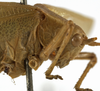 CollectionObject 1529812; 79356435-7401-44ff-9b97-fd157f4ca187: female pronotum, lateral view (holotype). (CollectionObject).