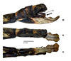 CollectionObject 1959959; f71ea3a9-5369-49e8-b088-43bd9f0bcf22: copyright CEIOC, Brazil. female: end of abdomen dorsal, lateral and ventral view (holotype). (CollectionObject).