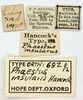CollectionObject 1577160; OUM Type Orth 682, 736eb9a9-92c9-4d0d-91e2-bfd762dcb740: labels (syntype of Phaestus insularis). (CollectionObject).