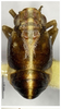 Habitus, dorsal view on Bambusicaliscelis fanjingensis Chen & Zhang, 2011: (Observation).