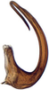 Aedeagus, lateral view: Pendarus magnus, aedeagus, laterally (INHS). (Observation).